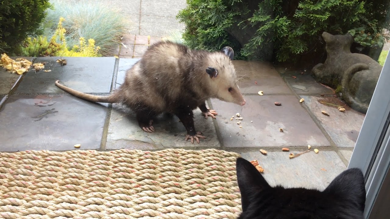 Opossum's Front Porch Visit YouTube