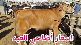 أضاحي العيد (اسعار العجلات البقري اللحم) سوق التوفيقية للمواشي