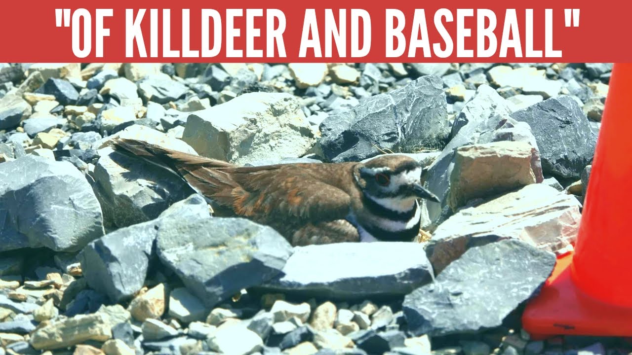 Олени-убийцы гнездятся в самых странных местах! (а потом устройте шоу, достойное Оскара!)