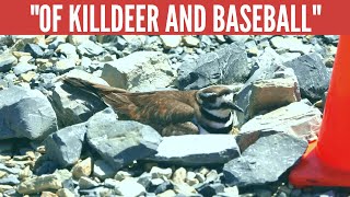KIlldeer nest in strangest places! (then put an oscar worthy show!)