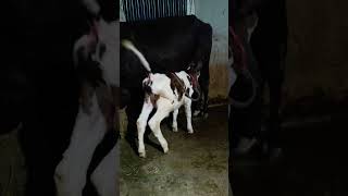 “Control bro, control—are you eating or just messing around?”#viral#claf#cow#content#shorts#reels