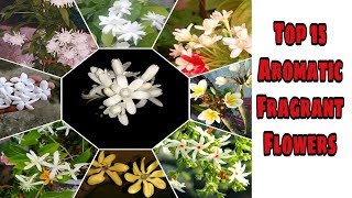 Top 15 Fragrant/Aromatic/ Scented,  Flower Plants In India,  By Garden Gyan