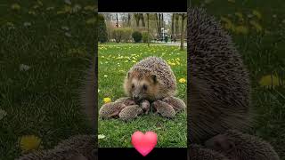Безграничная любовь #naturebeauty #animals #природа #мамаималыш