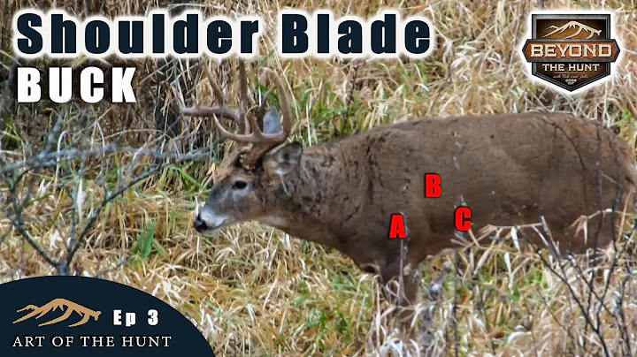 Shoulder Blade Buck - What happens when you shoot ...