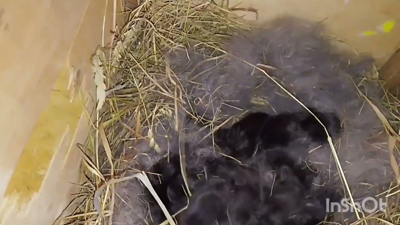 @ Кролики - Печенька здивувала.У курей реконструкція