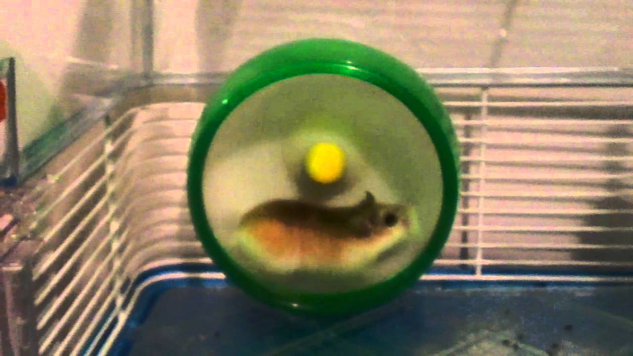 Hamster flips (Roborovski) YouTube