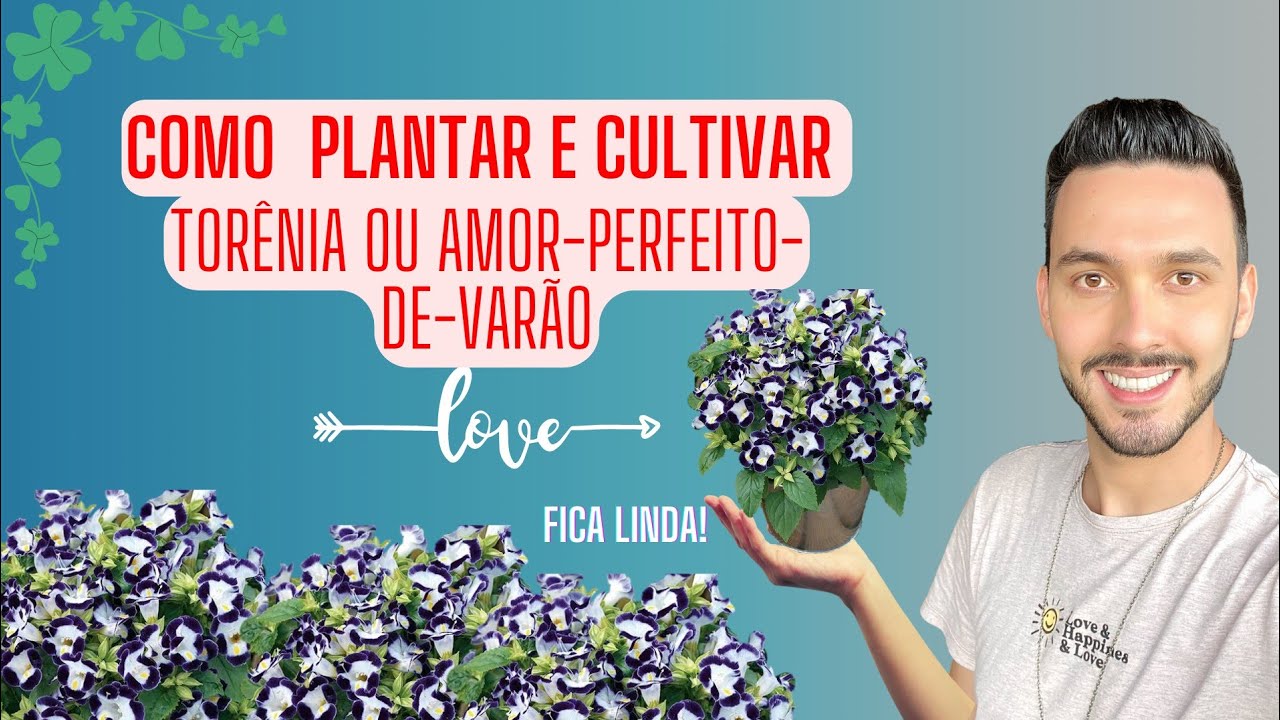 COMO PLANTAR E CULTIVAR AMOR PERFEITO DE VERÃO OU TORÊNIA | TORÊNIA FOURNIERI