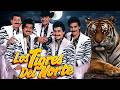LOS TIGRES DEL NORTE Puras Canciones Perronas 🔥 Éxitos Legendarios