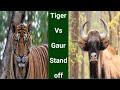 Tiger and Gaur (wild cattle) stand off