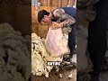 Sheep Wool Facts You Didn’t Know 🤯🐑
