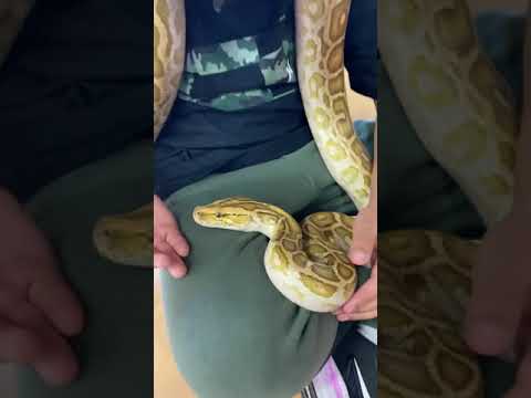 Lodi Reptile Expo 2021 Hypomelanistic  Burmese Python