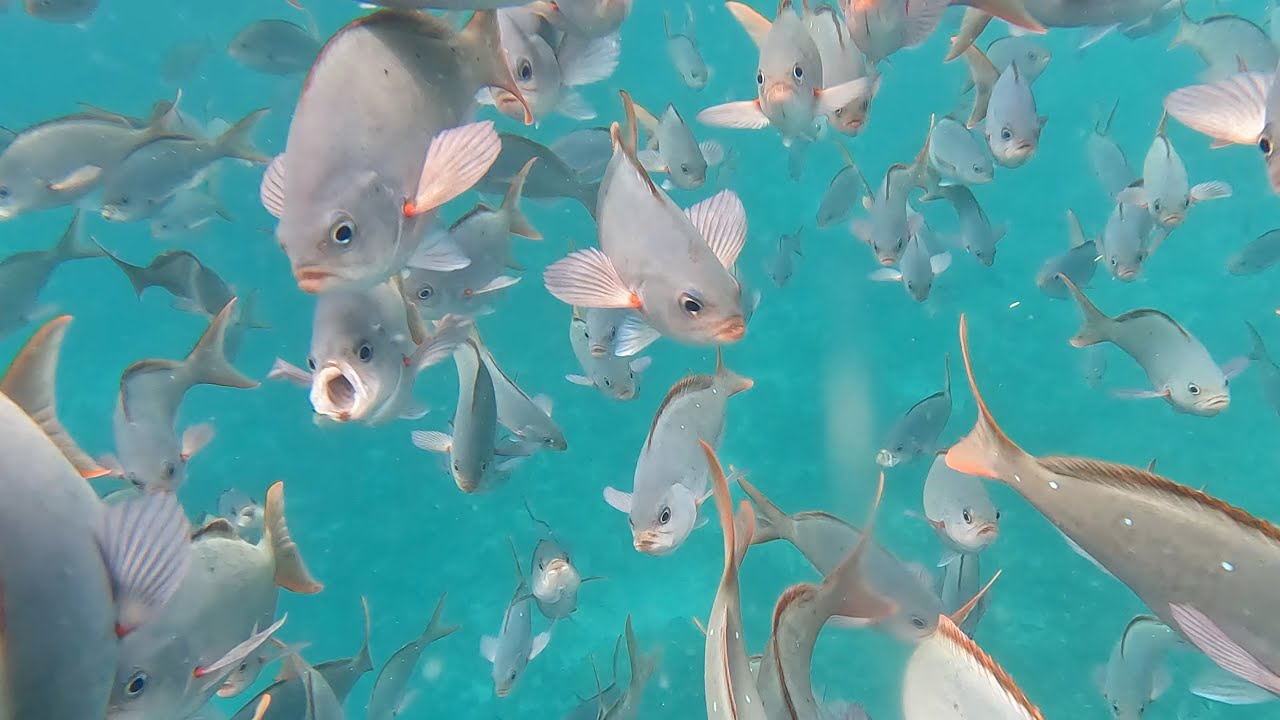 Devil's Crown Galåpagos Archipelago January 2023