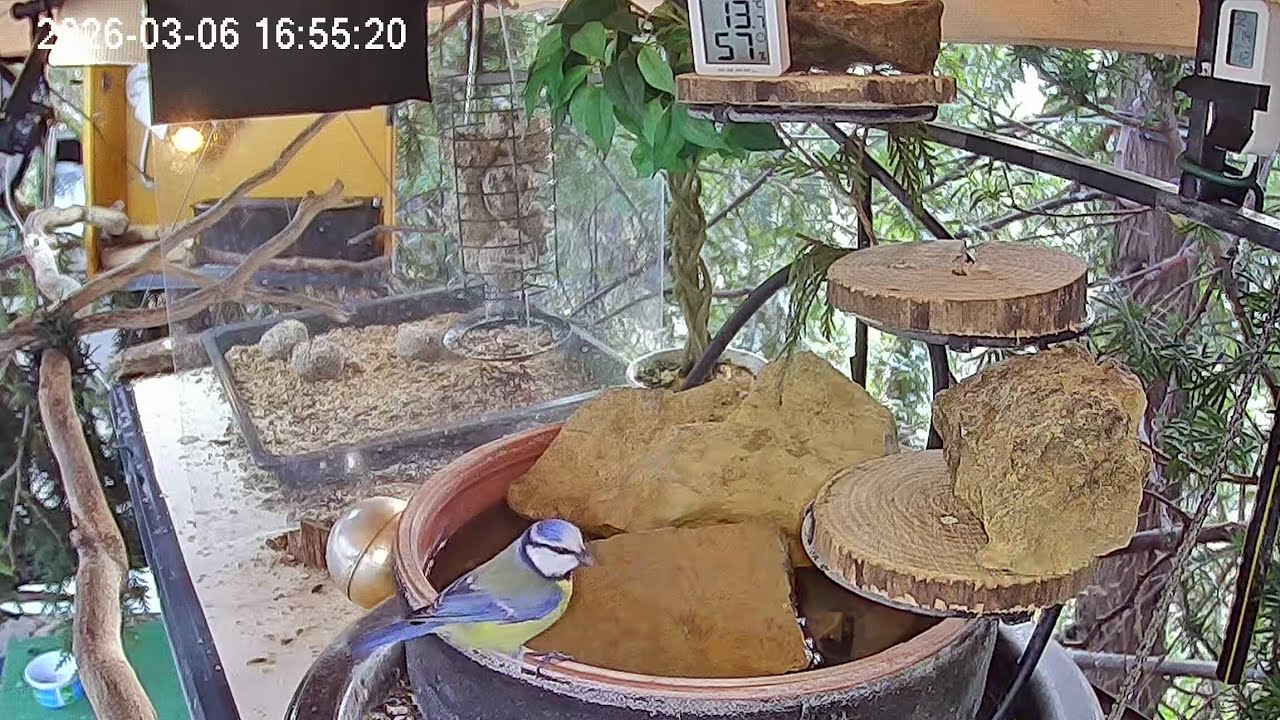 Entspannter Nachmittag am Vogel-Spa (06.03.2026)