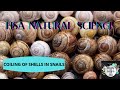 Hsa natural sciencecoiling of shells in snail