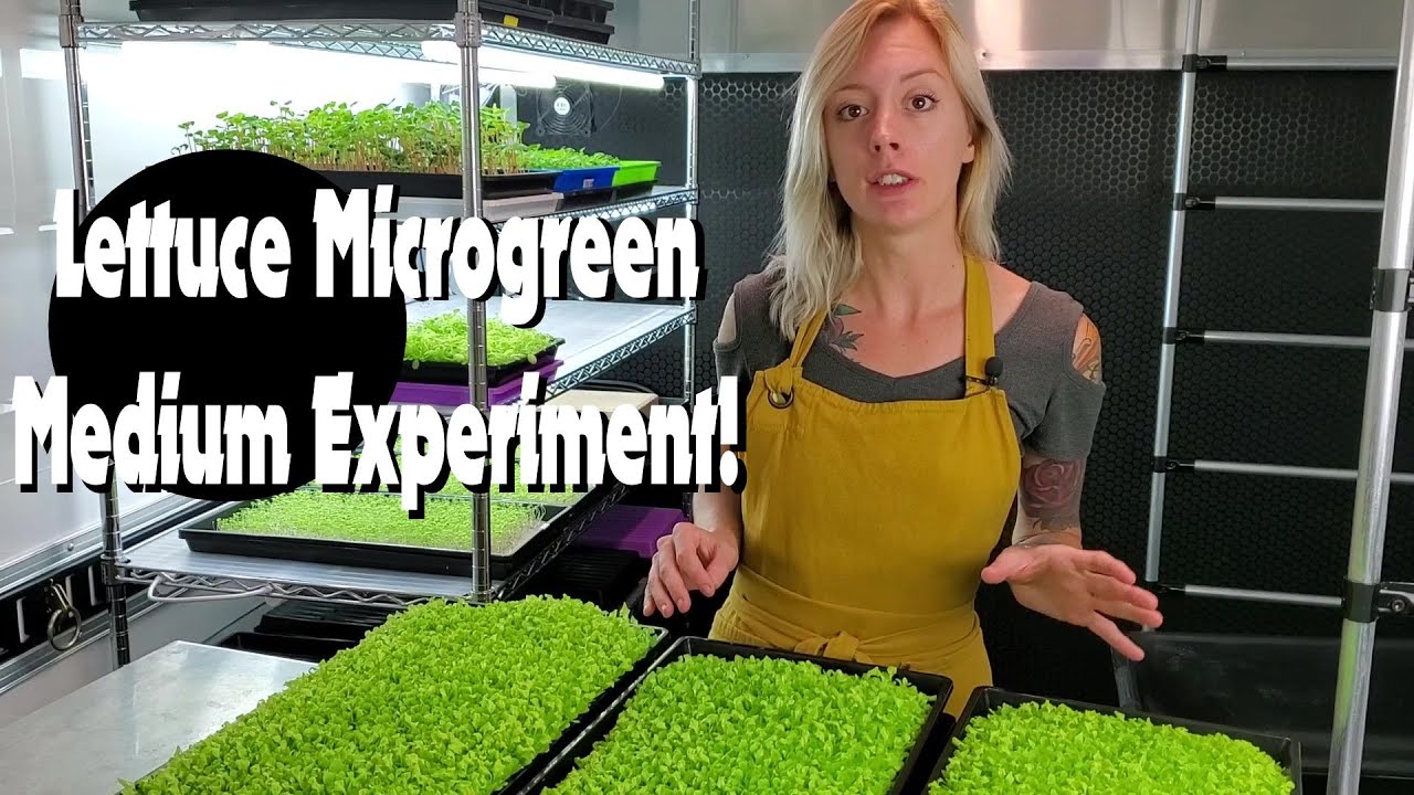 Biostrate vs Burlap for Lettuce Microgreens — $1.00 vs $0.33 Per Tray!