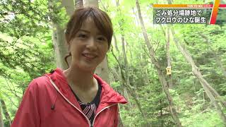 フクロウのひな2羽誕生　東京・日の出町のごみ処分場跡地