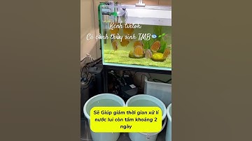 3 cách xử lí nước máy trước khi dùng để nuôi cá !