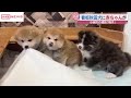 SNSでレジ打ち姿?が話題 小坂町の酒店の看板秋田犬梅子に元気な赤ちゃん誕生 /秋田 (2026/04/22 20:26)