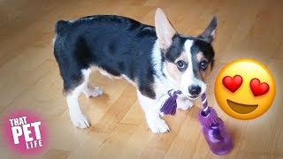 Corgi Cuties ππ | Try Not to Aww Challenge | Funny Dog Videos Corgi Cuties ππ | Try Not to Aww Challenge | Funny Dog Videos