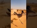 Roadrunner Escapes Coyote: Classic Desert Chase! #viral #wildlife #roadrunnervibes #coyote