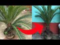 How to prune cycas plant