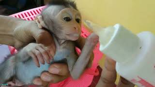 1 Month Old Female Baby Monkey, Bathed Before Being Sent Back To The Wild