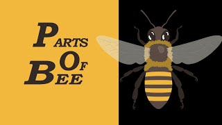 Parts of a Bee Vocabulary with Pictures | Useful Bee Anatomy with Pictures