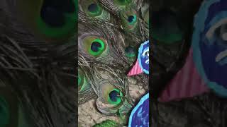 peacock feather art 🦚🤗🦚