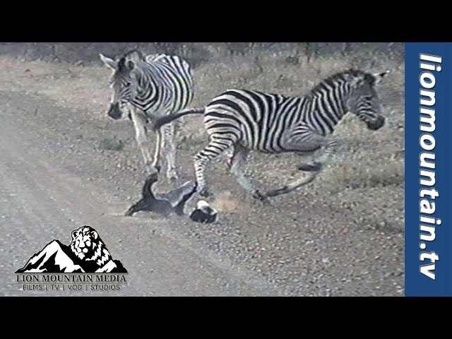 強すぎ 世界一怖い物知らずの動物 としてギネス認定されたラーテル 子供に近づくシマウマたちを母親が一瞬で蹴散らす動画が話題に ライブドアニュース