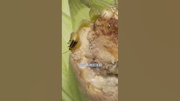 Controlling Corn Rootworm Beetles