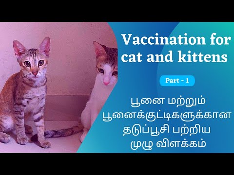 Vaccination for cat and kittens || பூனை மற்றும் பூனைக்குட்டிகளுக்கான தடுப்பூசி பற்றிய முழு விளக்கம்