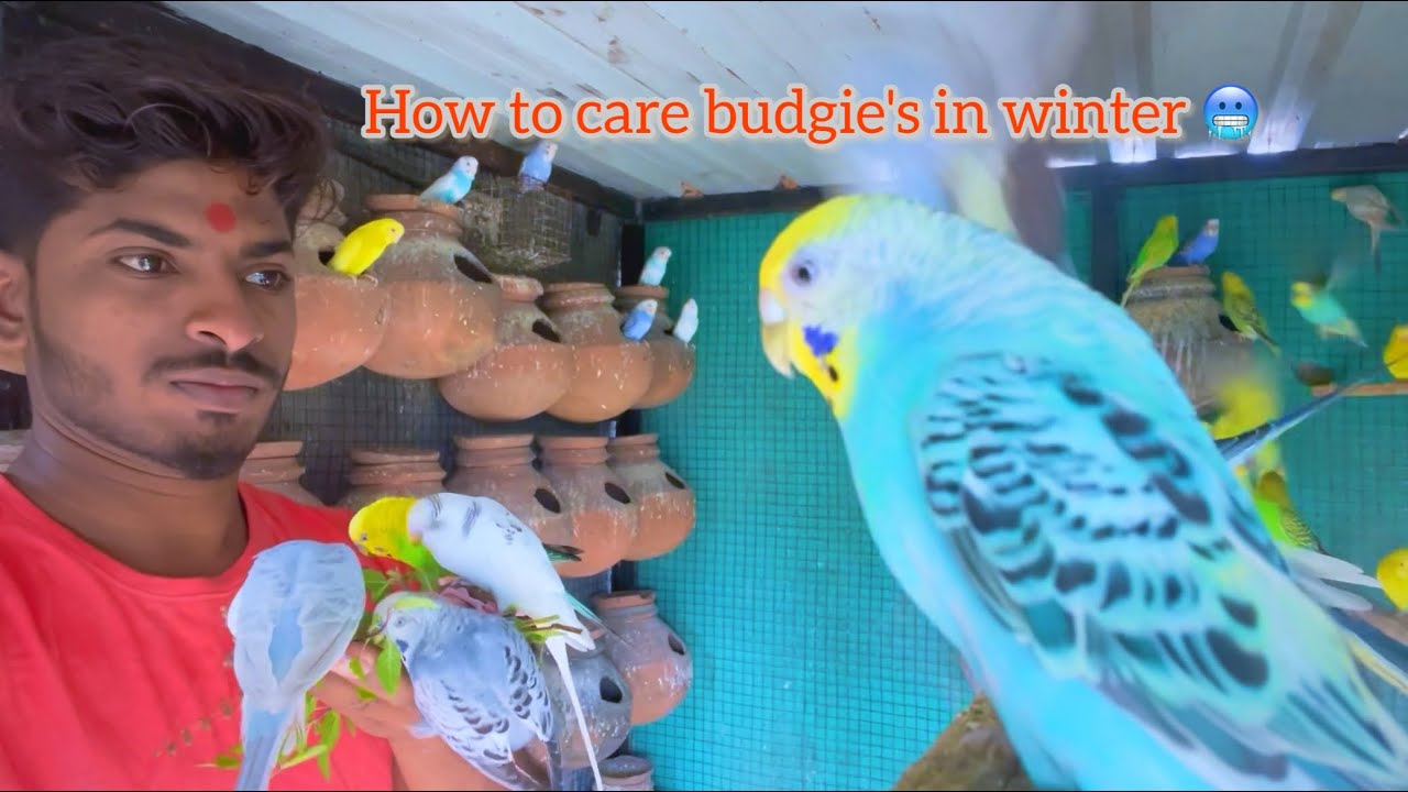 How to care budgie's in winter 🥶 Budgies Parrots winter Care Tips In 2024 🐣😍 YouTube