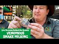 VENOMOUS SNAKE MILKING (LIVE FOOTAGE) | AUSTRALIAN REPTILE PARK