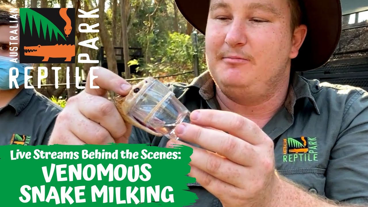 VENOMOUS SNAKE MILKING (LIVE FOOTAGE) AUSTRALIAN REPTILE PARK YouTube