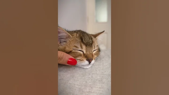 Watch the video about Relaxation time with our little Bengal and British Shorthair mix kitten 🐱