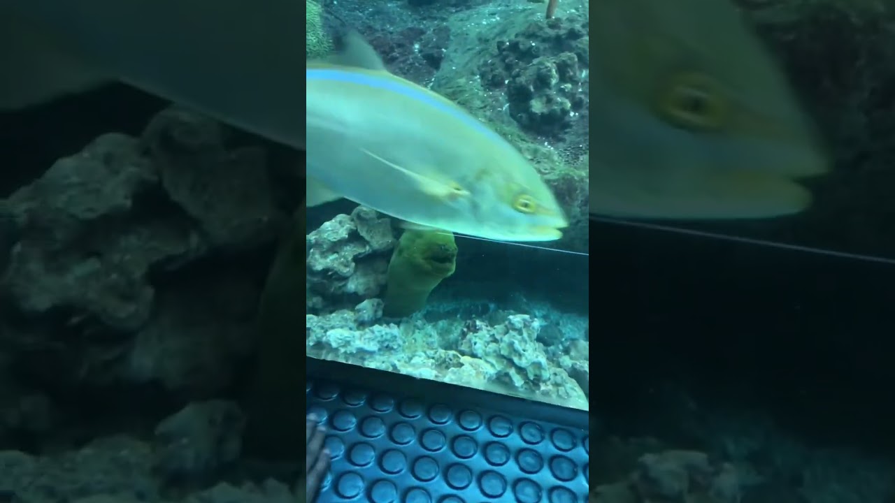 We spent the day at the Florida Aquarium can you guess what we saw YouTube