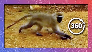 Monkeys (Vervet) Climb Down Tower in 4K 360 (Wildlife and Nature)