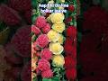 yah duniya yah nafrat ka Safar#Mohammed sallallahu alaihi wasallam#beautiful lines status WhatsApp