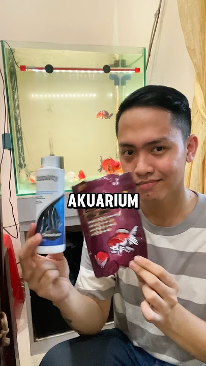 Akuarium Ikan Hias Jadi Bening Pake Ini 🤩 #ikankoki  #ikanhias #ikanpredator