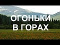 Цветущее поле купальницы Горный Алтай