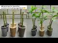 Do you know which soil is best for propagation lemon tree from cuttings