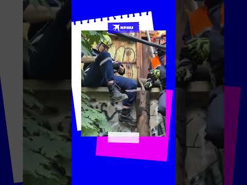 В Москве спасатели помогли коту с необычным окрасом мордочки