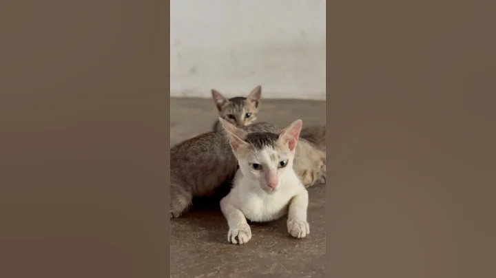 Video 11891971: cat pets cute kitty, cat funny pets dog, cat cute baby pets