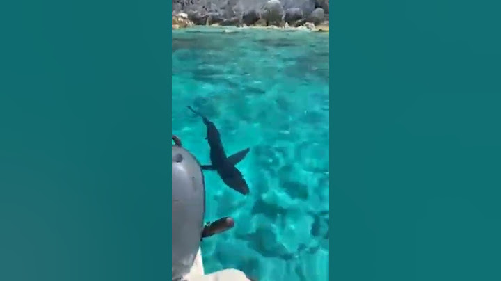 #shark #greece #paxos #island