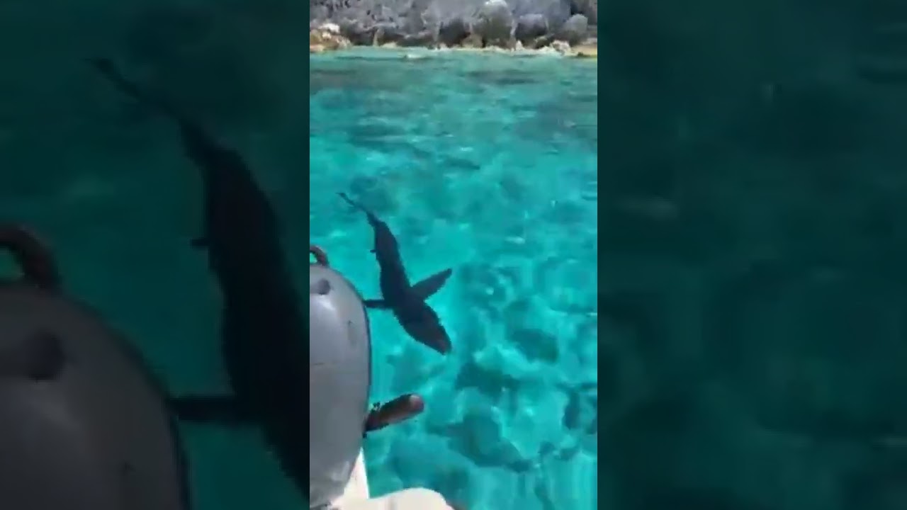 #shark