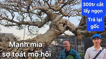 Mua 300tr cắt lấy ngọn trả lại gốc Mạnh mía sợ toát mồ hôi !.