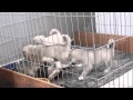 Crazy 5 Week Old Siberian Husky Pups - PlayTime