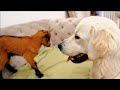 Golden Retriever &amp; and the SMALLEST Baby Goat in the World [Best Reaction Ever]