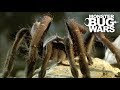 Tarantula Collection | MONSTER BUG WARS