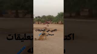 سبحان الله الكلب عندما يسمع صوت القران يعوي مثل الذئب